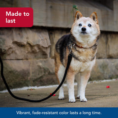 Coastal Pet rope leash six feet long offers moderate reach for cues and control.