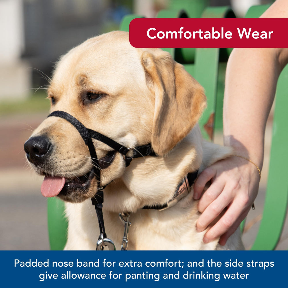 Coastal Pet Walk 'n Train head halter black-color blends with coat for low-profile training