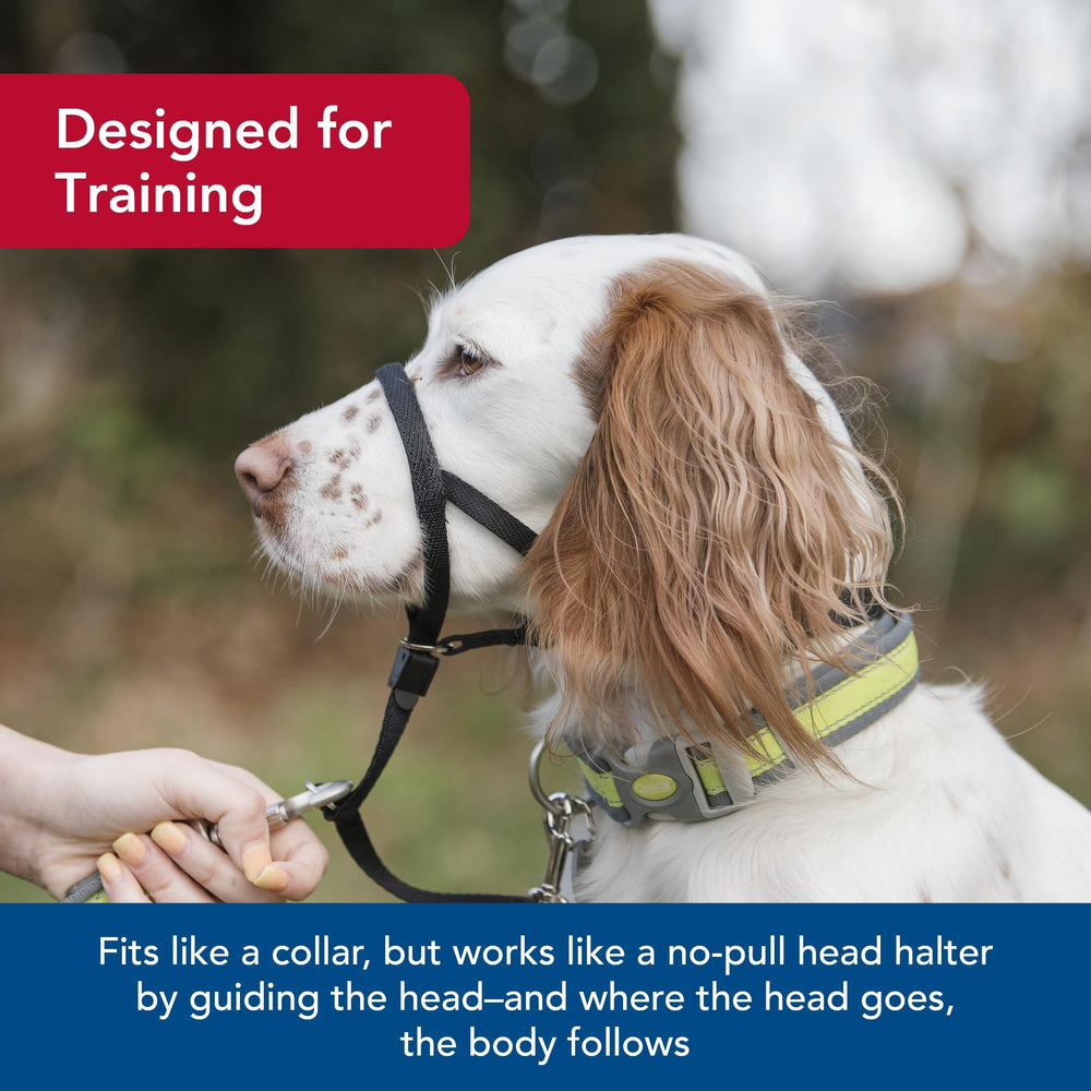 Coastal Pet Walk 'n Train head halter on-dog-walk showcases controlled movements with minimal pressure