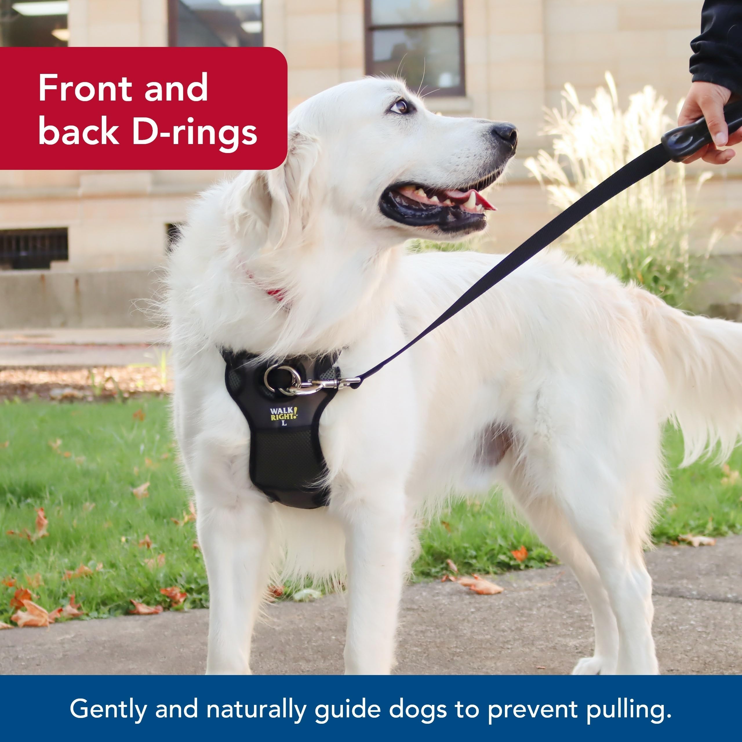 Coastal Walk Right Front-Connect Padded Harness back-connection supports transition to rear-leash control.