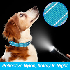 Cobee Martingale collar close-up highlights secure metal D-clip for reliable leash attachment.