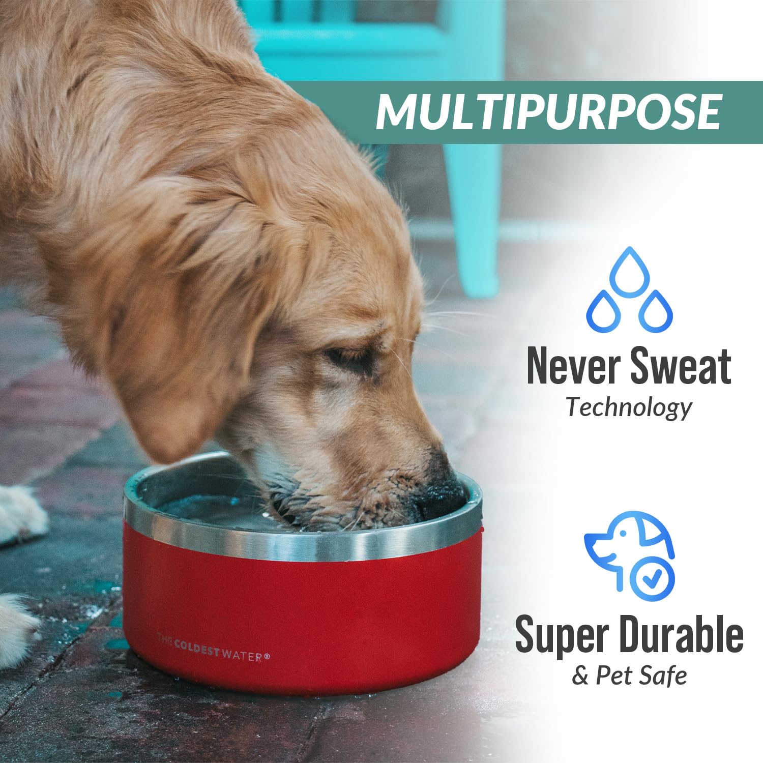 Coldest Water dog bowl-color-options showcases attractive styles.