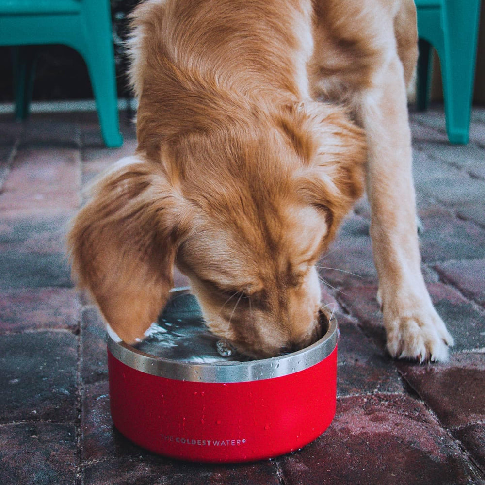 Coldest Water dog bowl-easy-clean-polished-finish supports simple maintenance.
