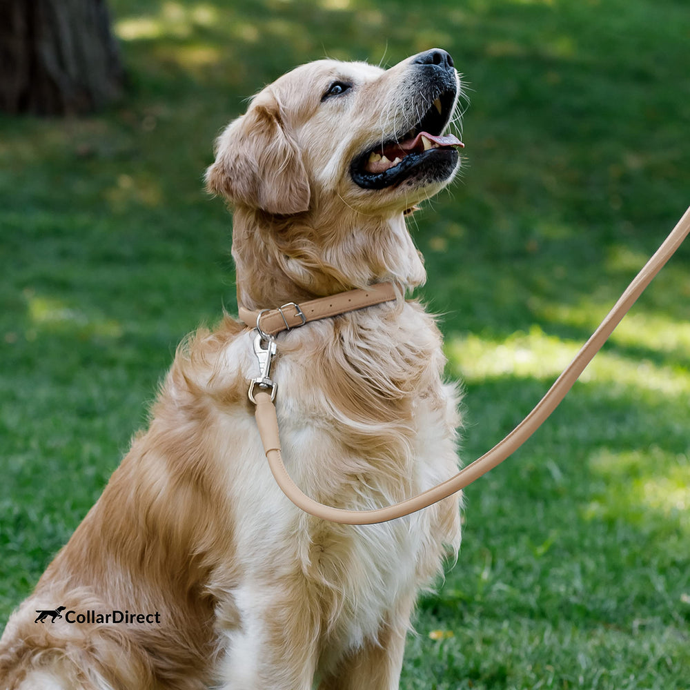 CollarDirect 13-color options beige textured collar for personality