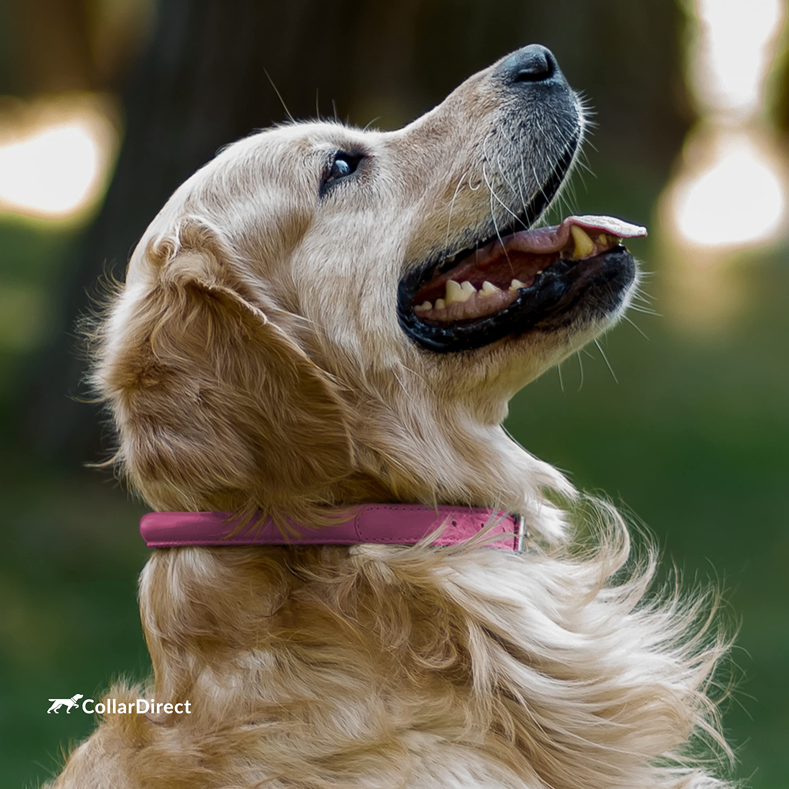 CollarDirect cat collar matching option shown for cohesive pet styling.