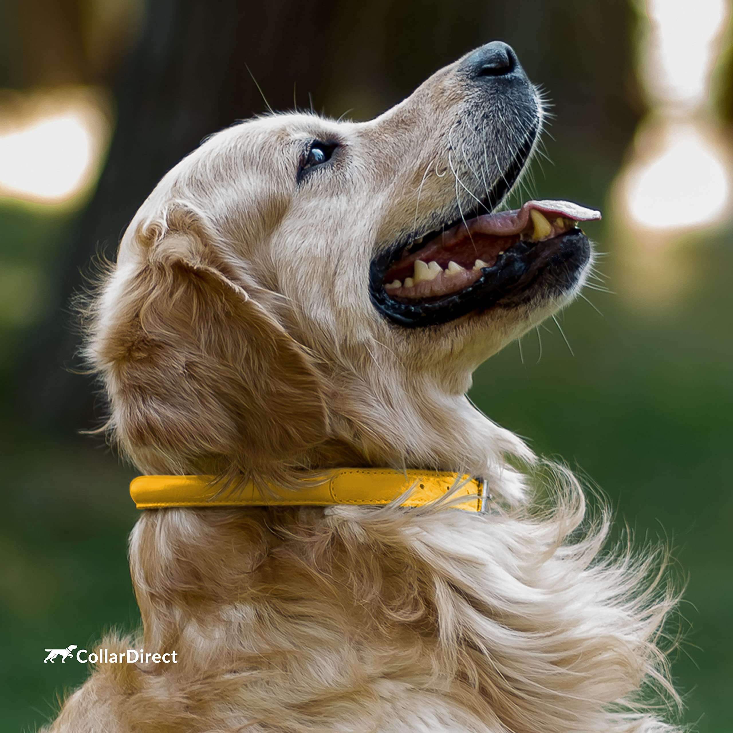 CollarDirect color options include yellow textured leather for playful style.