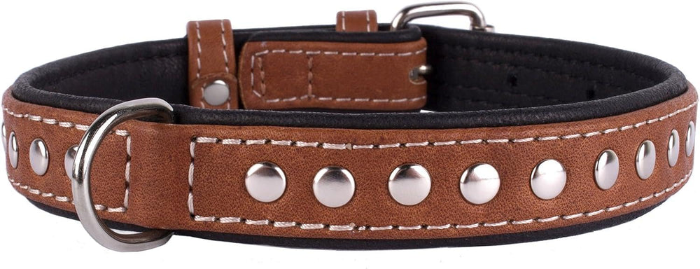 CollarDirect black leather dog collar on walk demonstrates comfortable fit