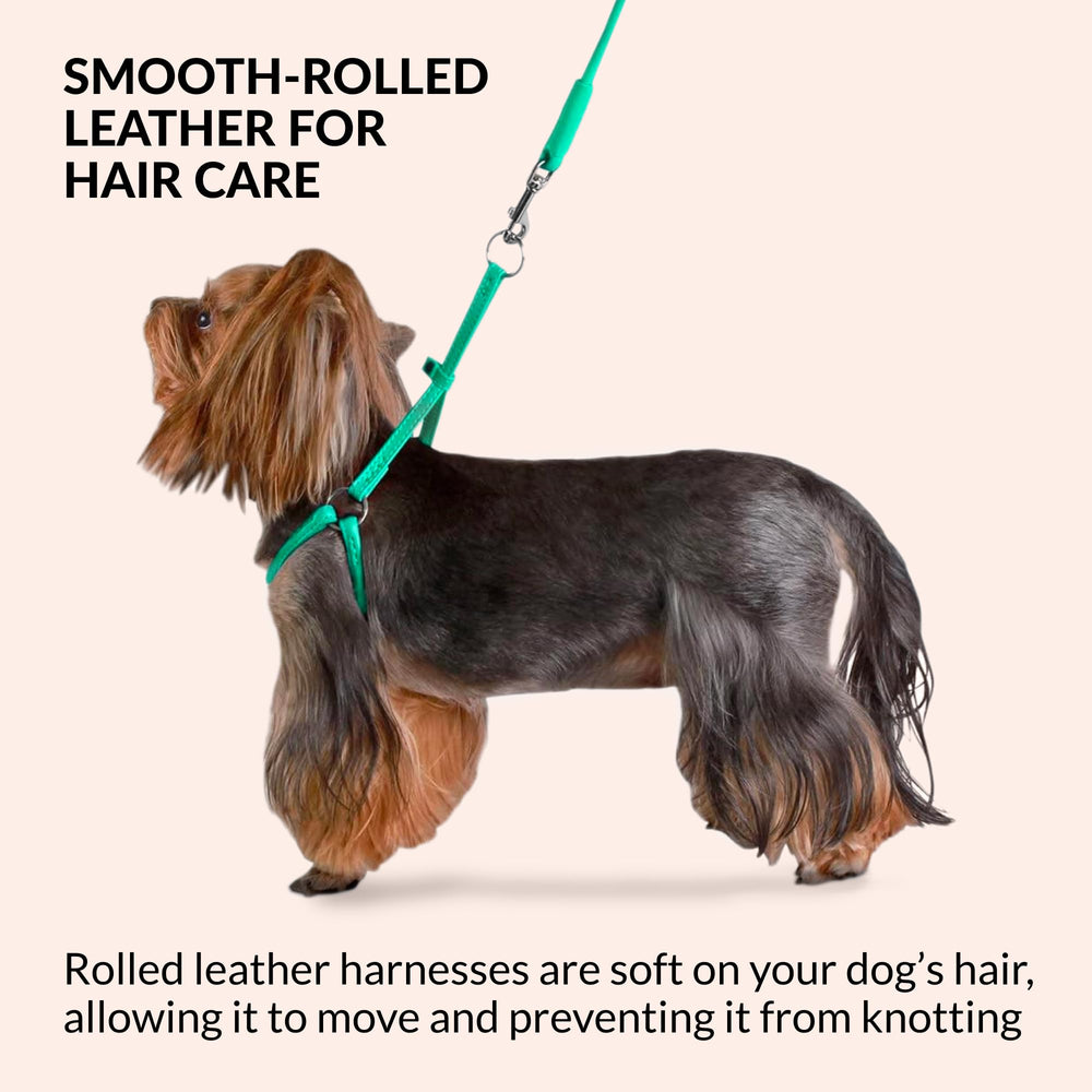 CollarDirect rolled leather dog harness with 4ft lead — matching set for coordinated walks.