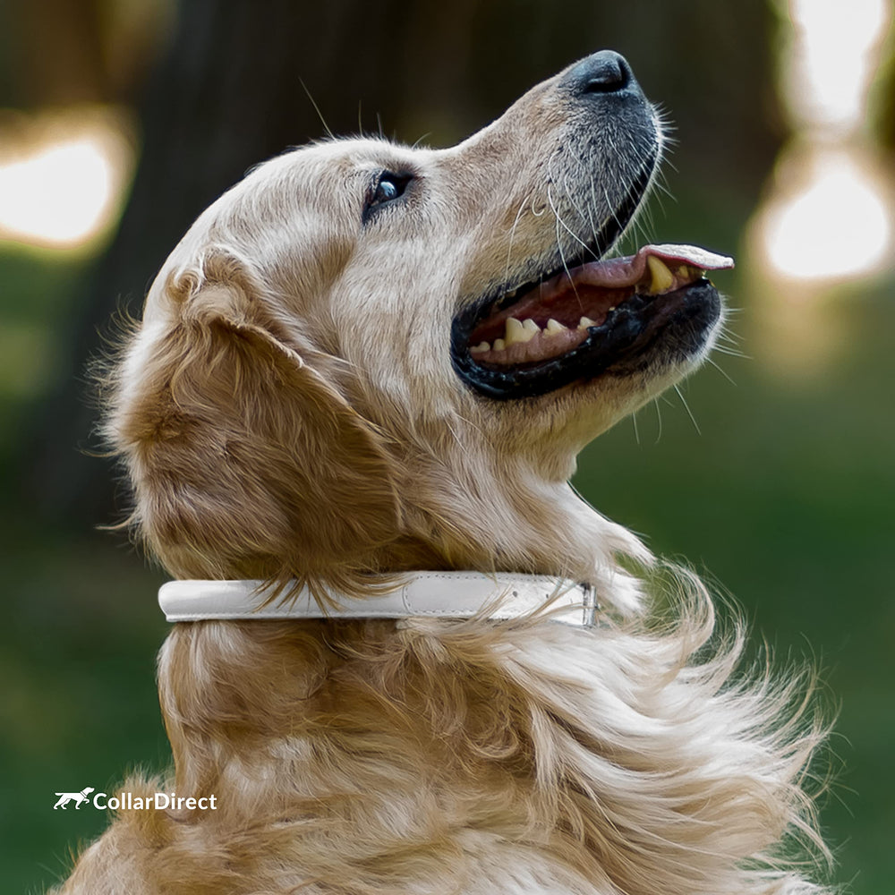 CollarDirect durable leather collar in action during outdoor play.