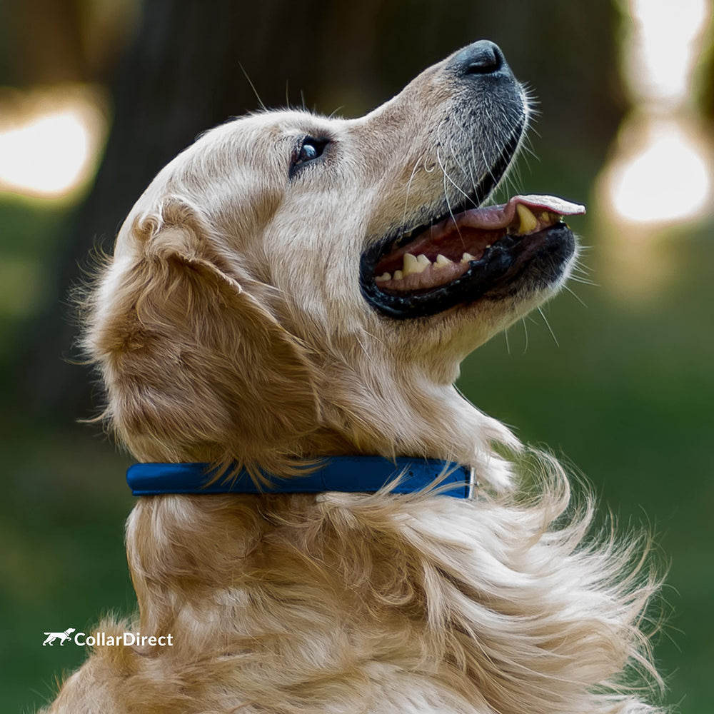 CollarDirect durable leather collar during walk in wet or muddy conditions