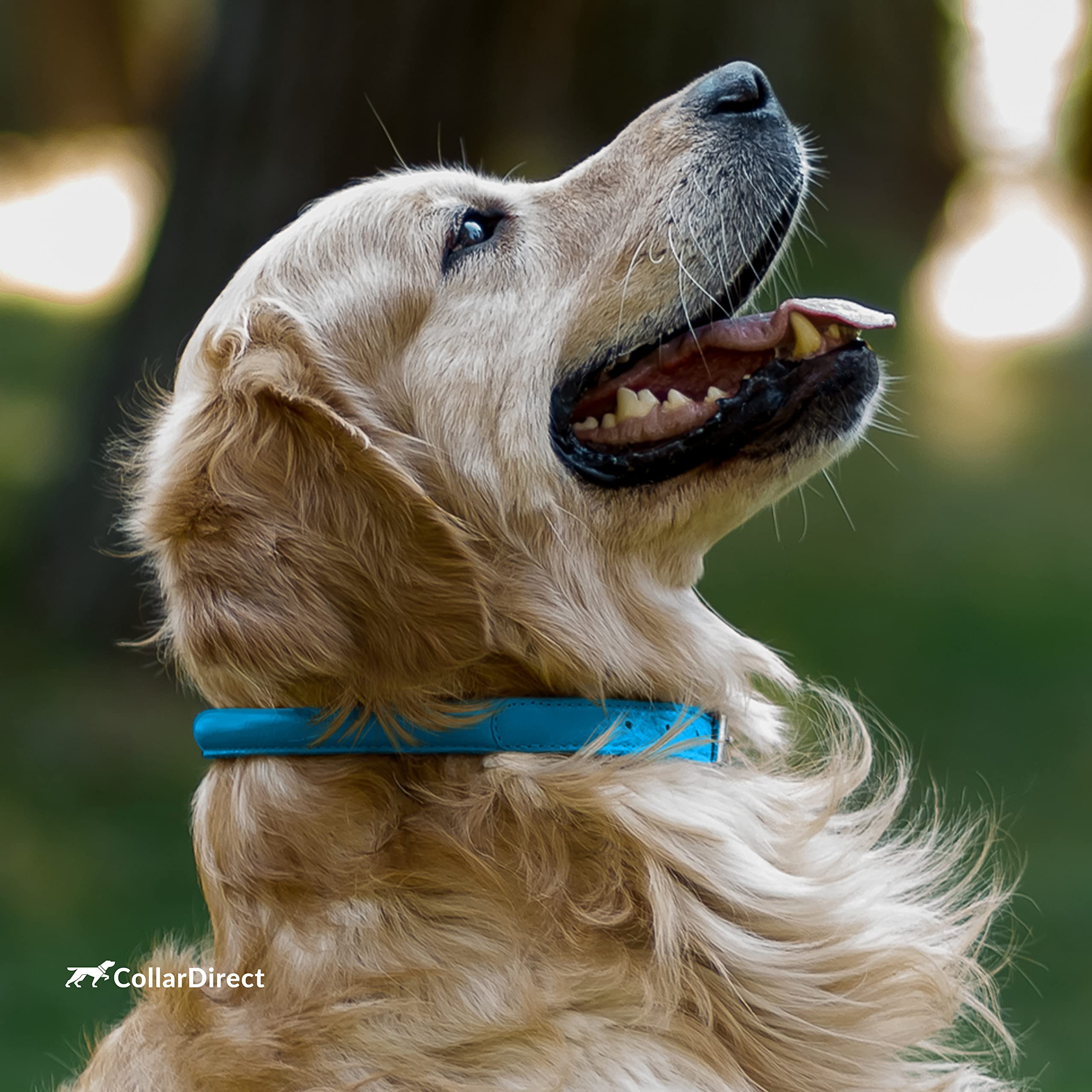 CollarDirect easy-clean damp-wipe leather collar after muddy adventures