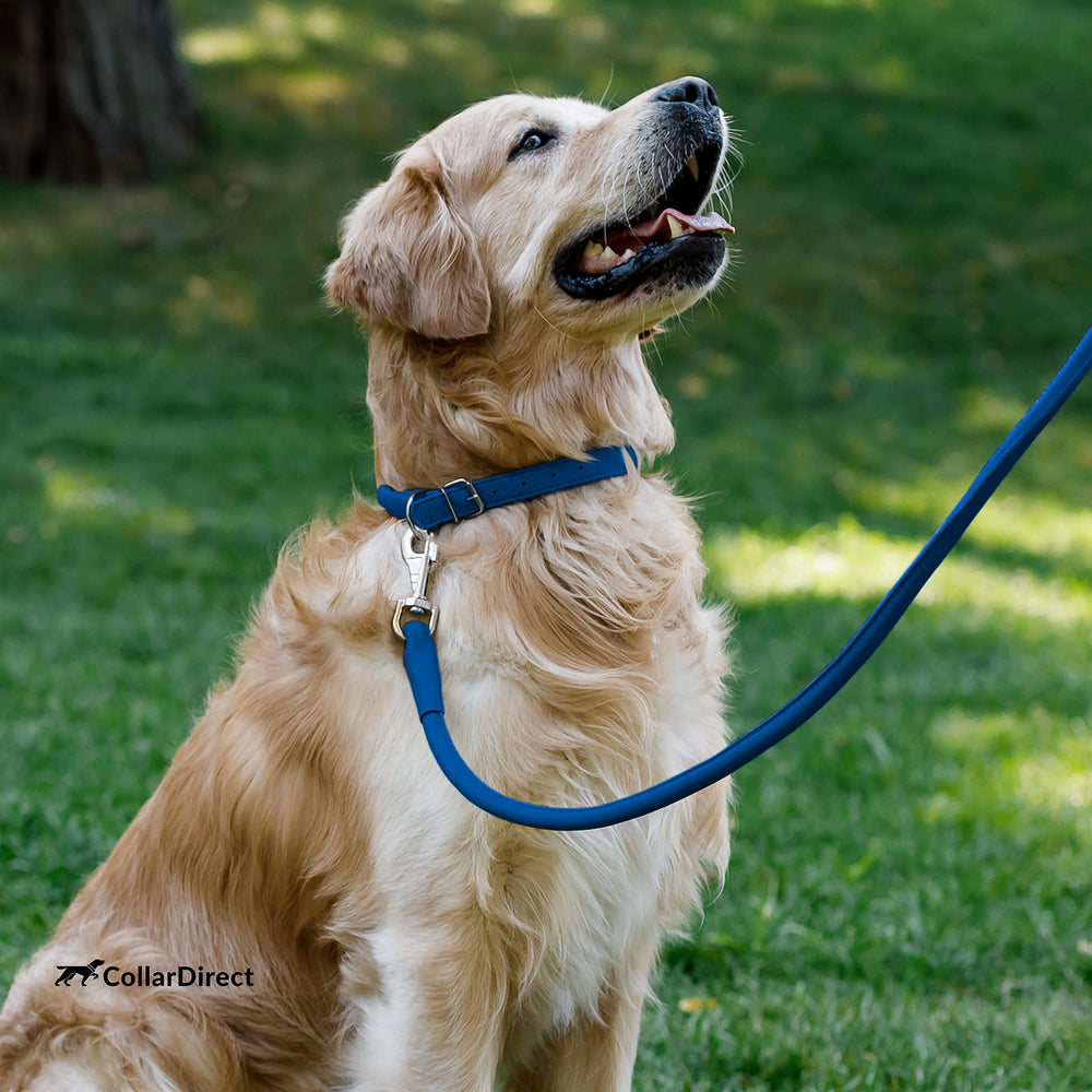 CollarDirect easy-clean leather collar ready for quick wipe-down after adventures