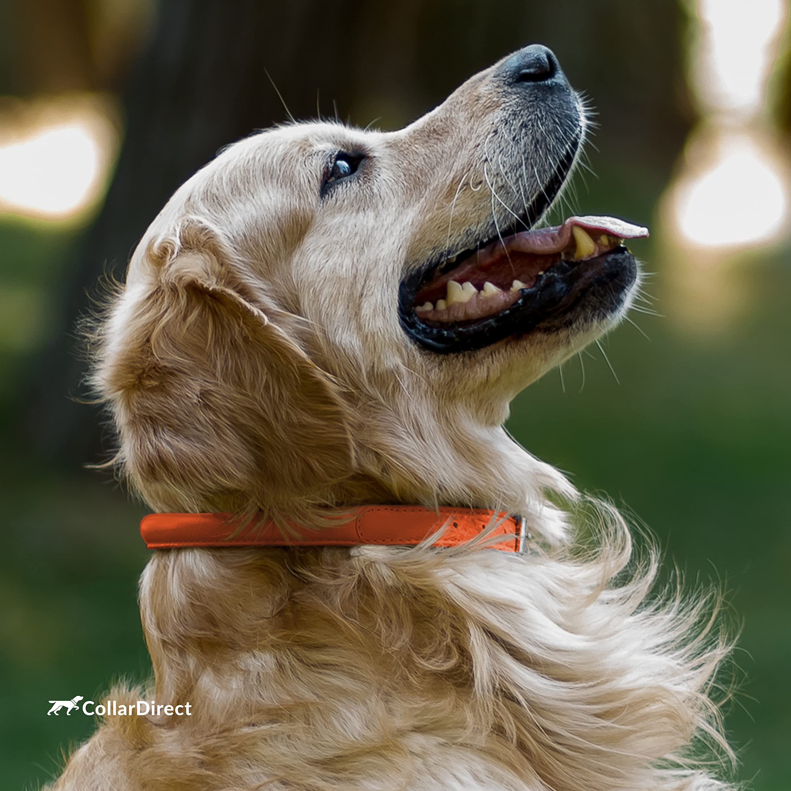 CollarDirect easy-clean leather collar wipes clean after outdoor adventures