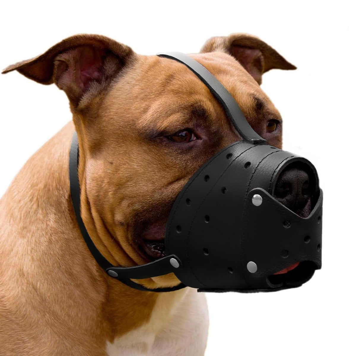 CollarDirect leather basket muzzle front view shows secure fit and airflow for calmer walks