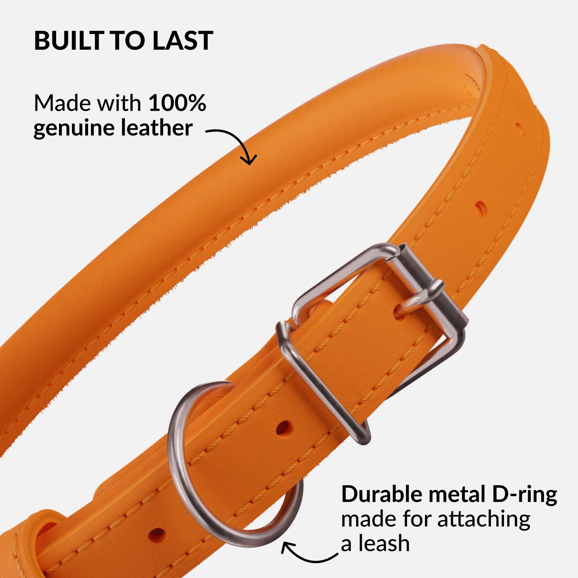 CollarDirect leather collar on dog neck demonstrates secure durable everyday wear