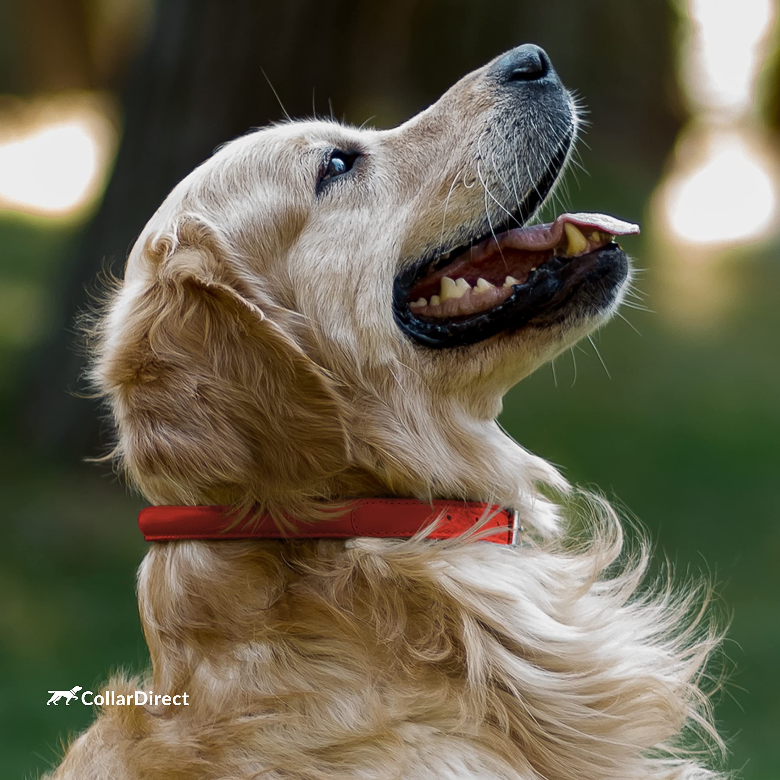 CollarDirect matching cat collar option pairs with dog style.
