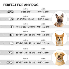 CollarDirect matching cat collar demonstrates coordinated style for multi-pet homes.