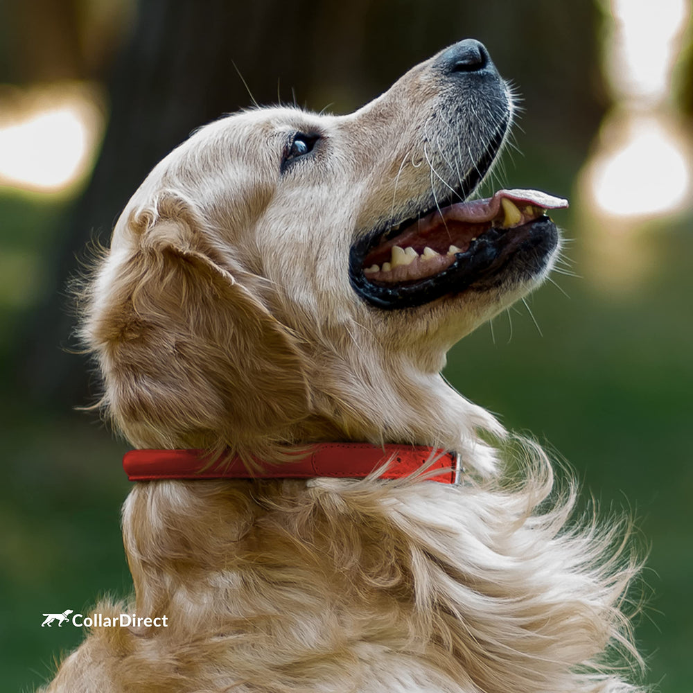 CollarDirect matching cat-collar pair highlights coordinated pets.
