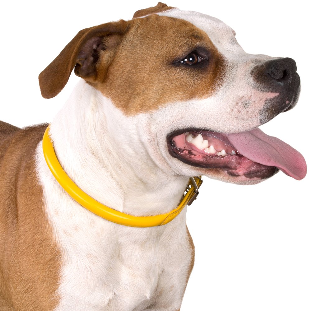 CollarDirect matching cat collar option to coordinate styles.
