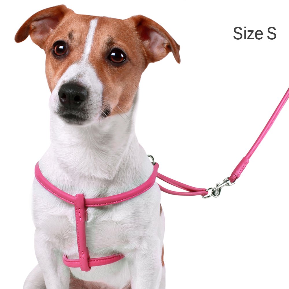 CollarDirect matching lead for the four-foot set improves walking convenience.