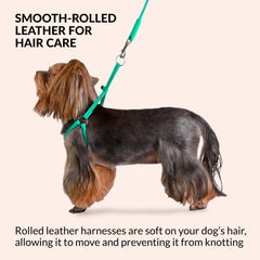 CollarDirect matching 4ft leather lead included for secure, comfortable walks.