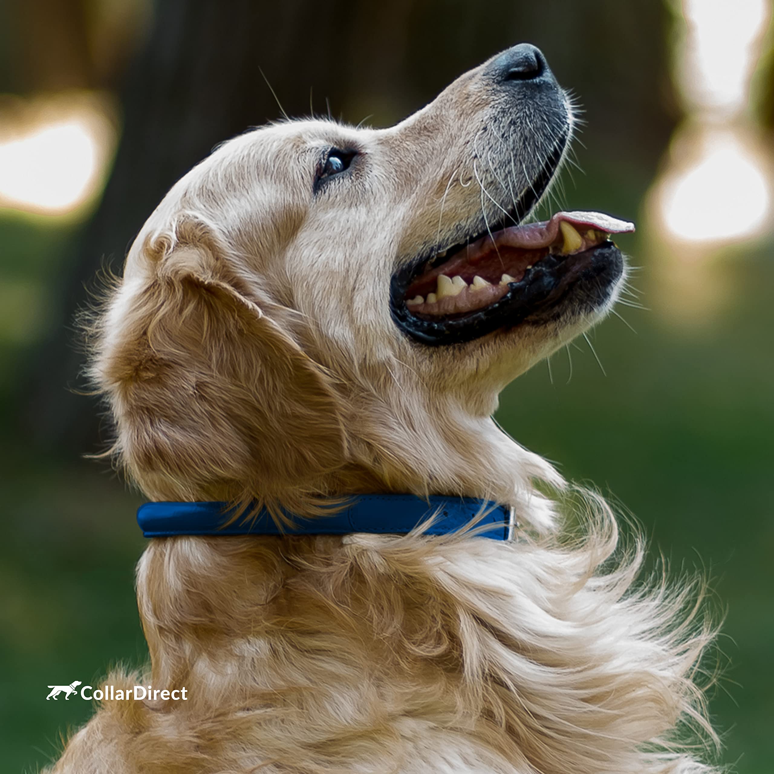 CollarDirect multicolor leather collar options displayed to suit personality