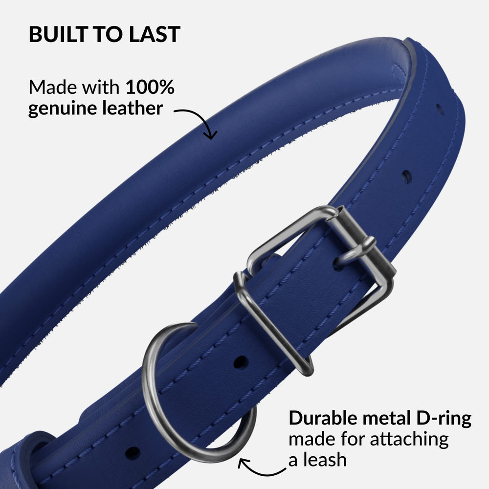 CollarDirect multi-color rolled-leather-collar on dog boosts style.