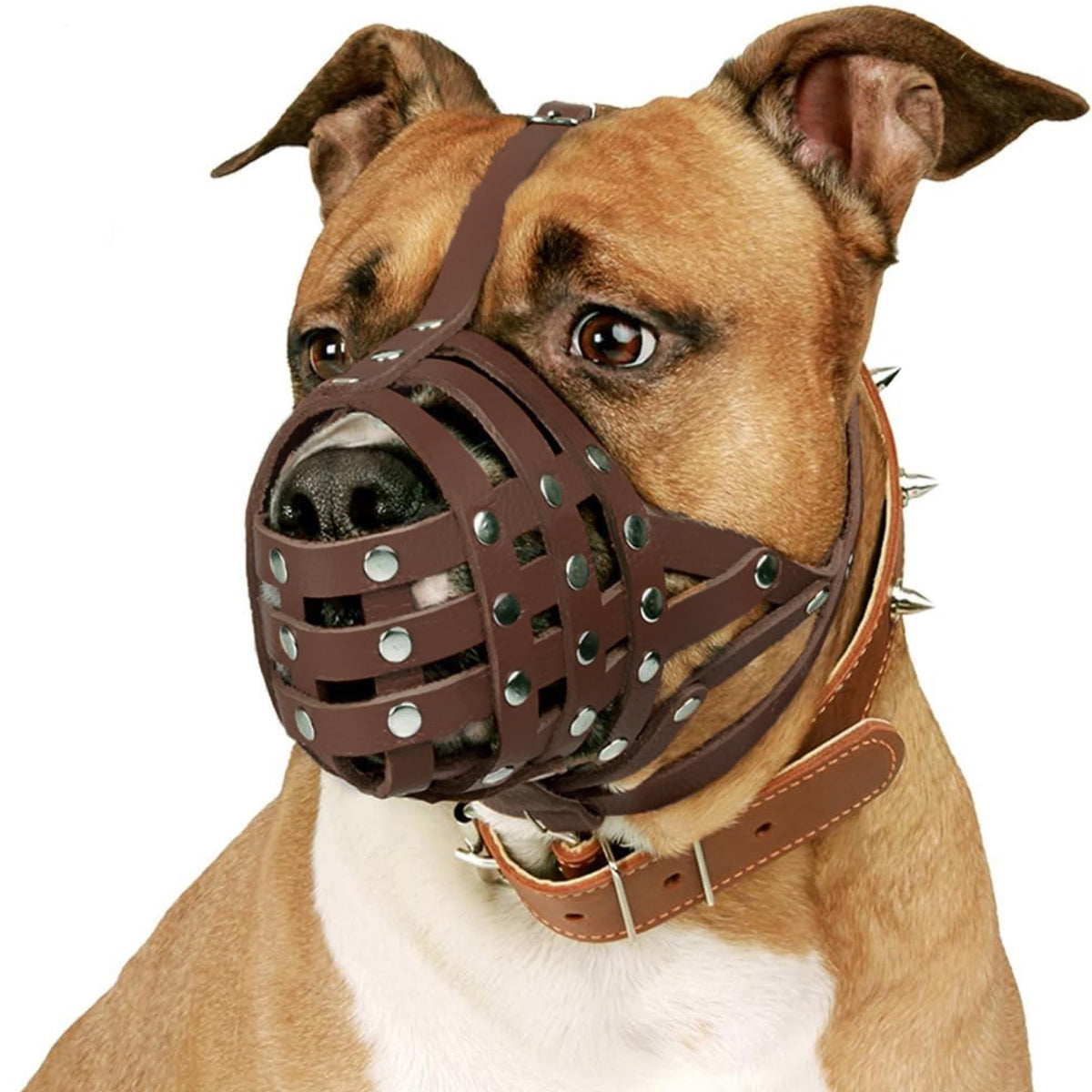 CollarDirect Pitbull leather muzzle with adjustable straps for secure fit and ventilation.