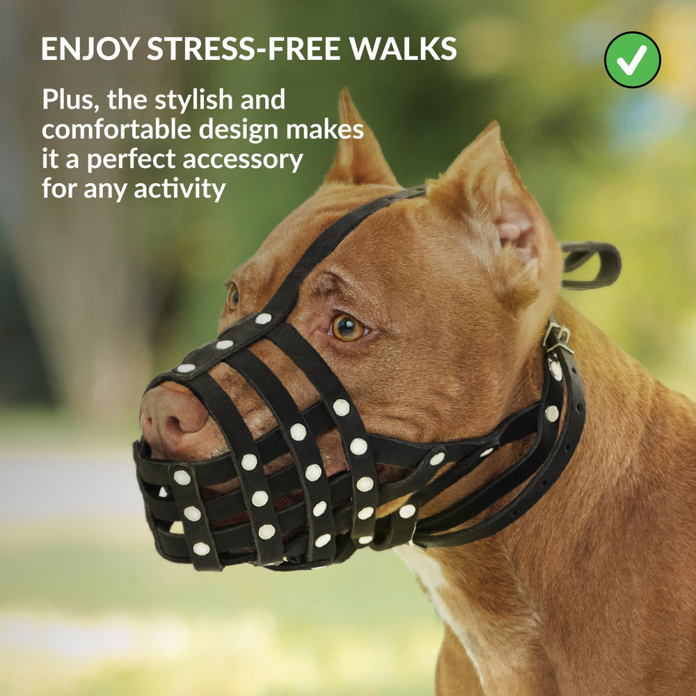 CollarDirect Pitbull leather muzzle demonstrates multipurpose use for walking and curb nibbling.
