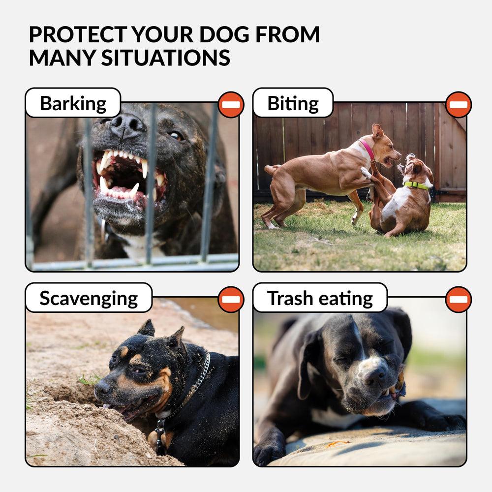 CollarDirect Pitbull leather muzzle size guide helps pick correct circumference and length.
