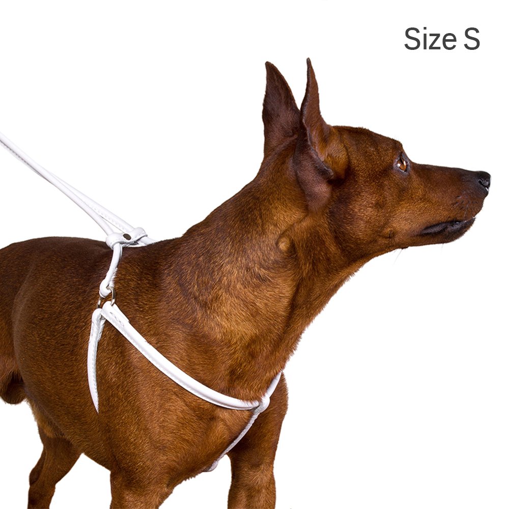 CollarDirect puppy-friendly step-in design makes on-boarding quick and fuss-free.