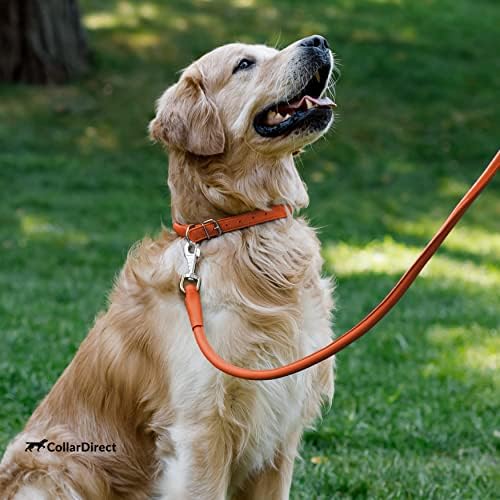 CollarDirect durable leather durability in outdoor scene for adventures.