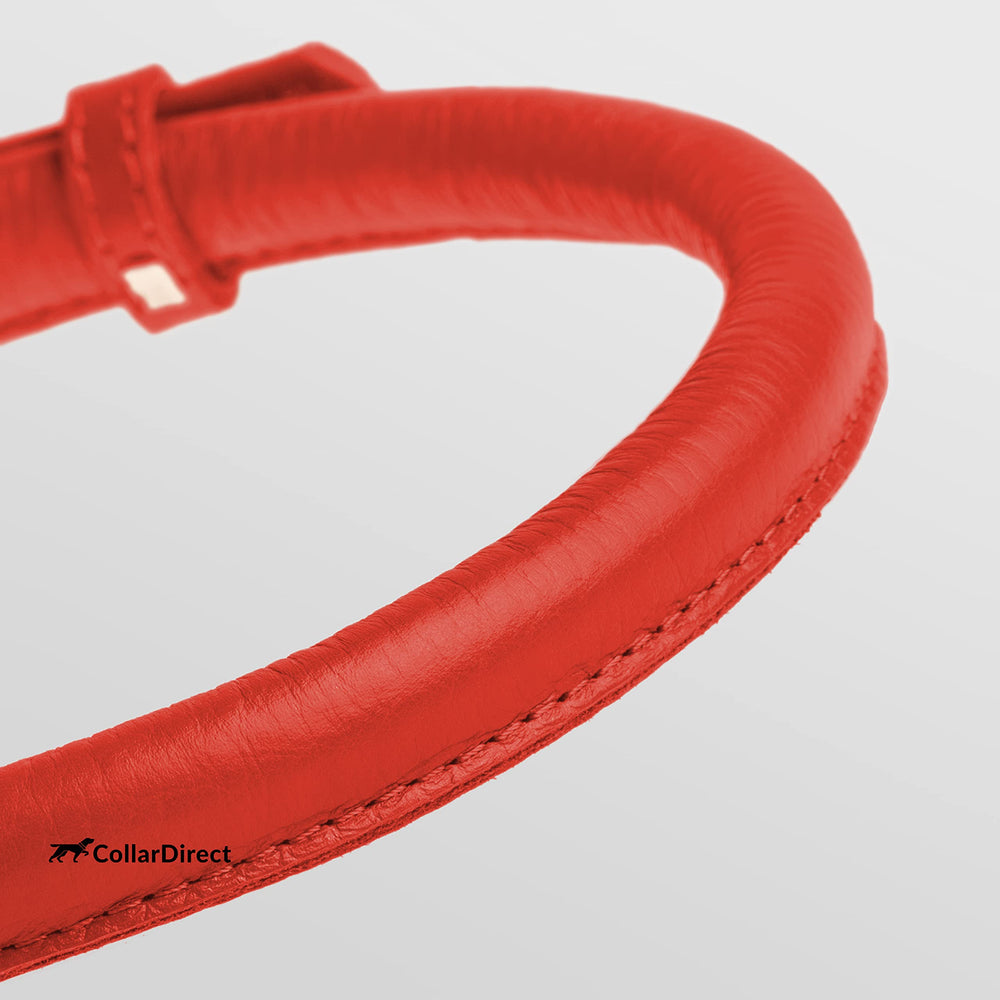 CollarDirect rolled leather collar on dog neck demonstrates sturdy, comfortable daily wear.
