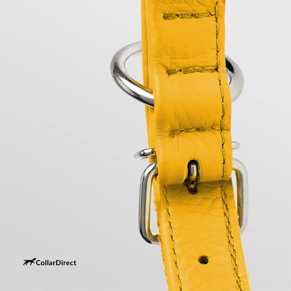 CollarDirect rolled leather collar on a dog during a walk; easy to wipe clean after mud.