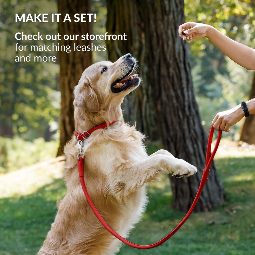 CollarDirect rolled leather dog collar tan smooth pairs with leashes for daily adventures.