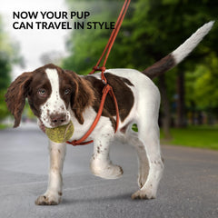 CollarDirect rolled leather harness in blue suits small dogs for comfortable daily walks