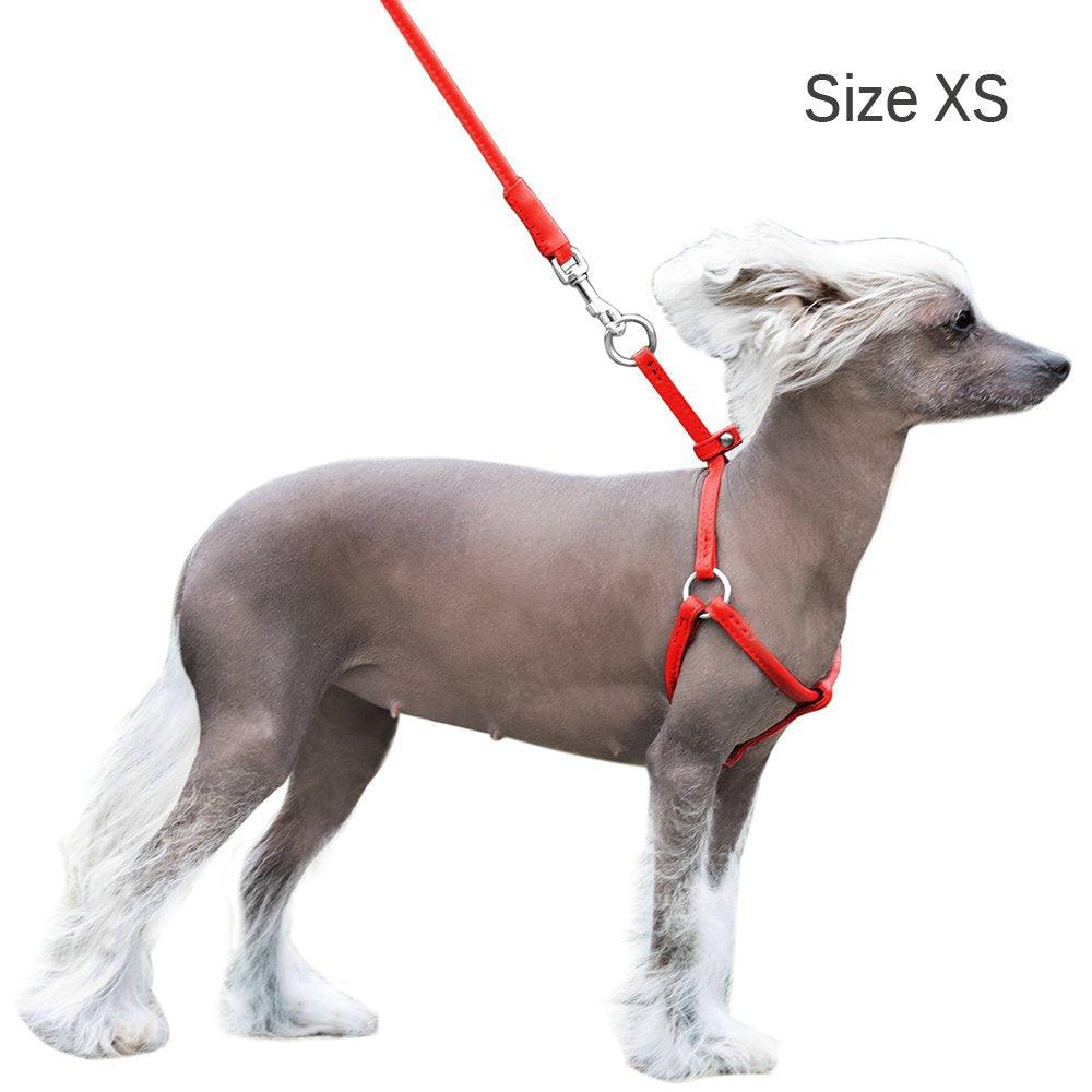 CollarDirect mint-green harness shows color variety for gentle daily wear.
