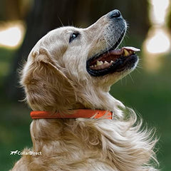 CollarDirect round puppy collar texture demonstrates light, comfortable fit for small breeds.