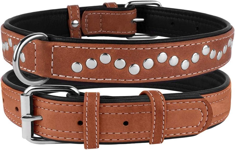 Dog wearing the soft padded CollarDirect leather collar during a sunny walk.