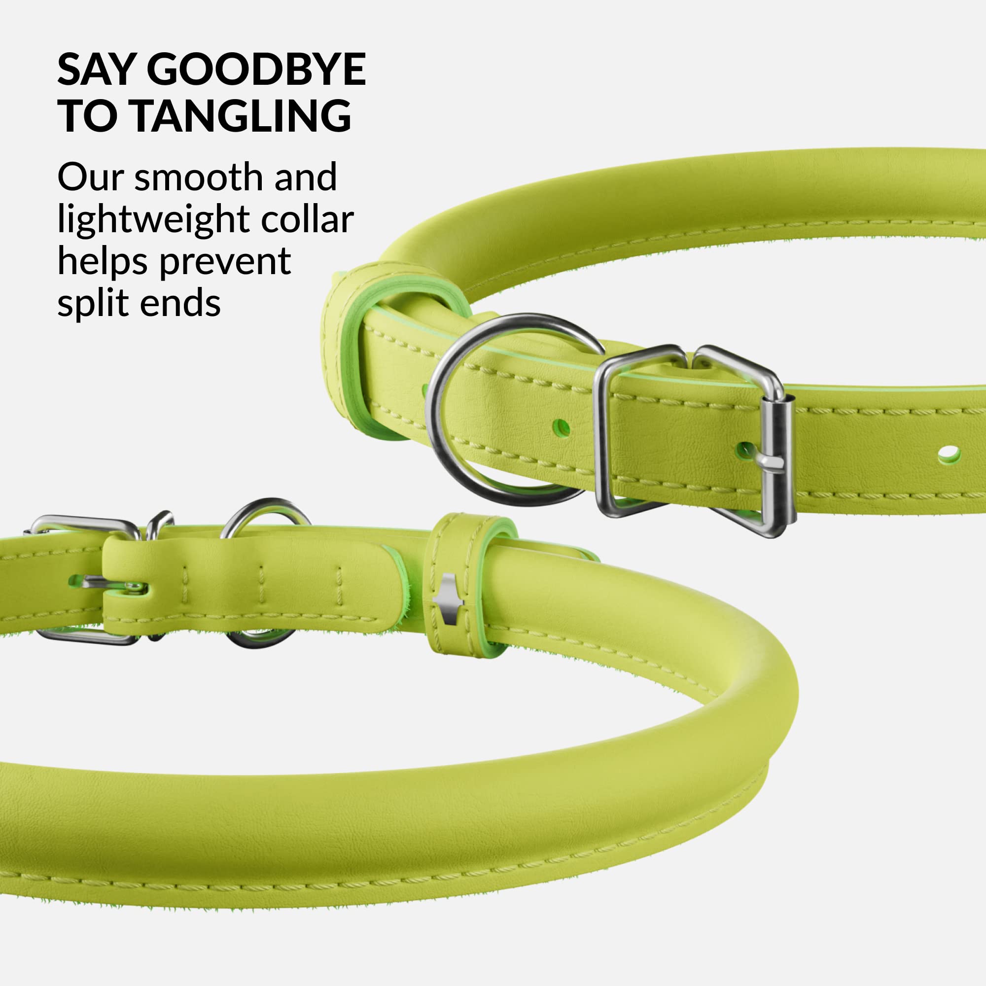CollarDirect soft padded leather collar on a small dog, gentle on neck.
