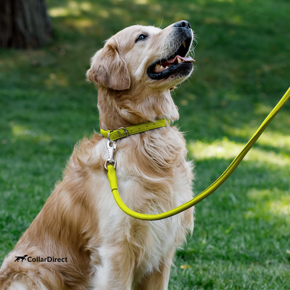 CollarDirect soft-touch dog-collar pairs with a matching leash for everyday adventures