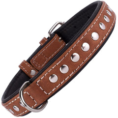 Dog wearing the soft padded CollarDirect leather collar during a sunny walk.