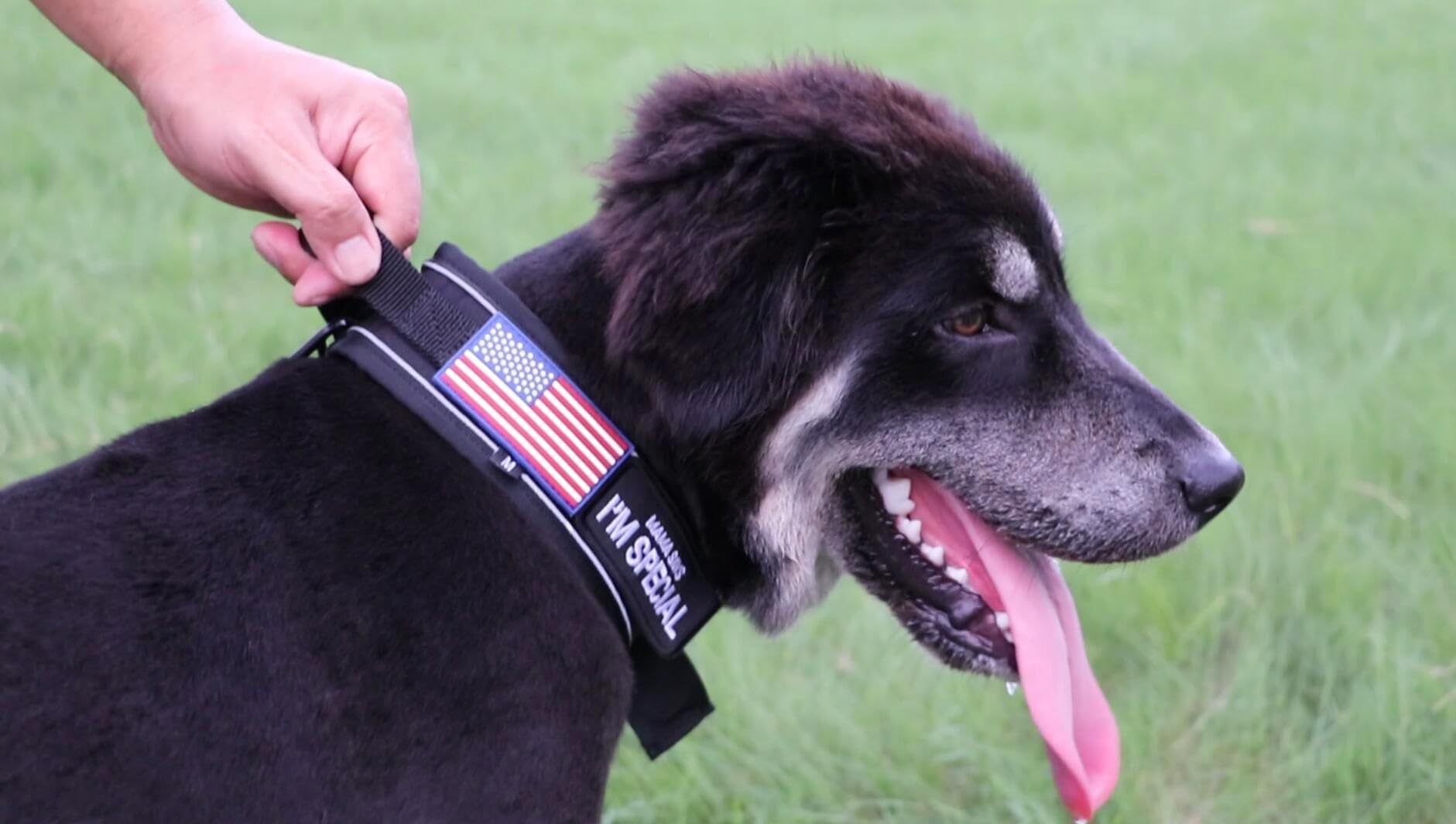 Comfluxe large-breed collar fit — adjustable sizing for strong, active dogs