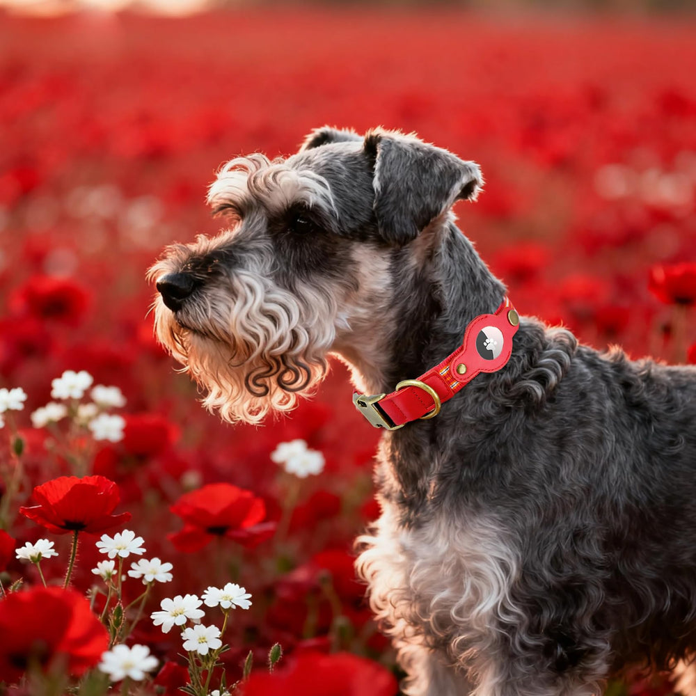 Comfluxe color options include red and other hues for dogs and owners
