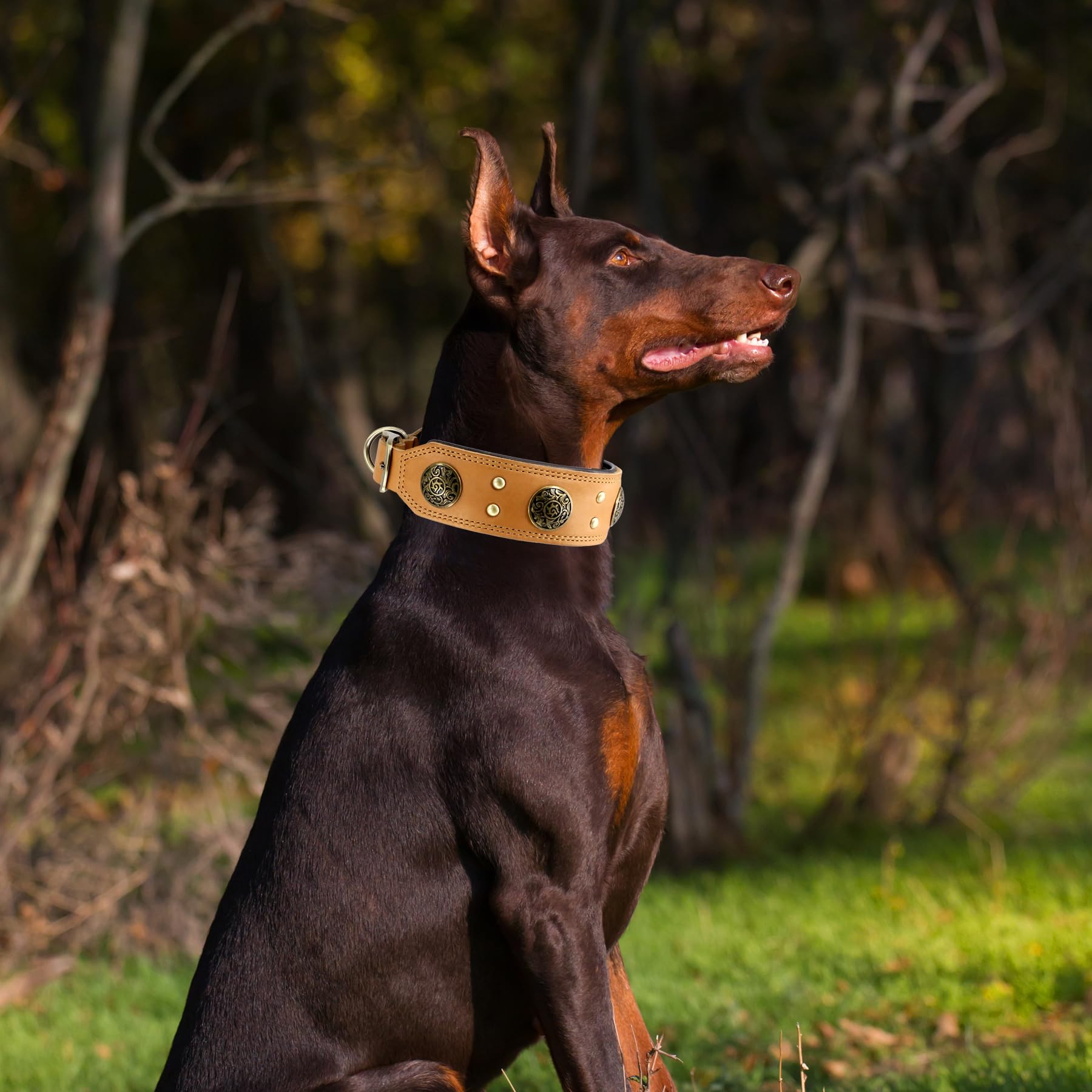 Comfluxe leather collar closeup reveals soft padding and durable stitching.