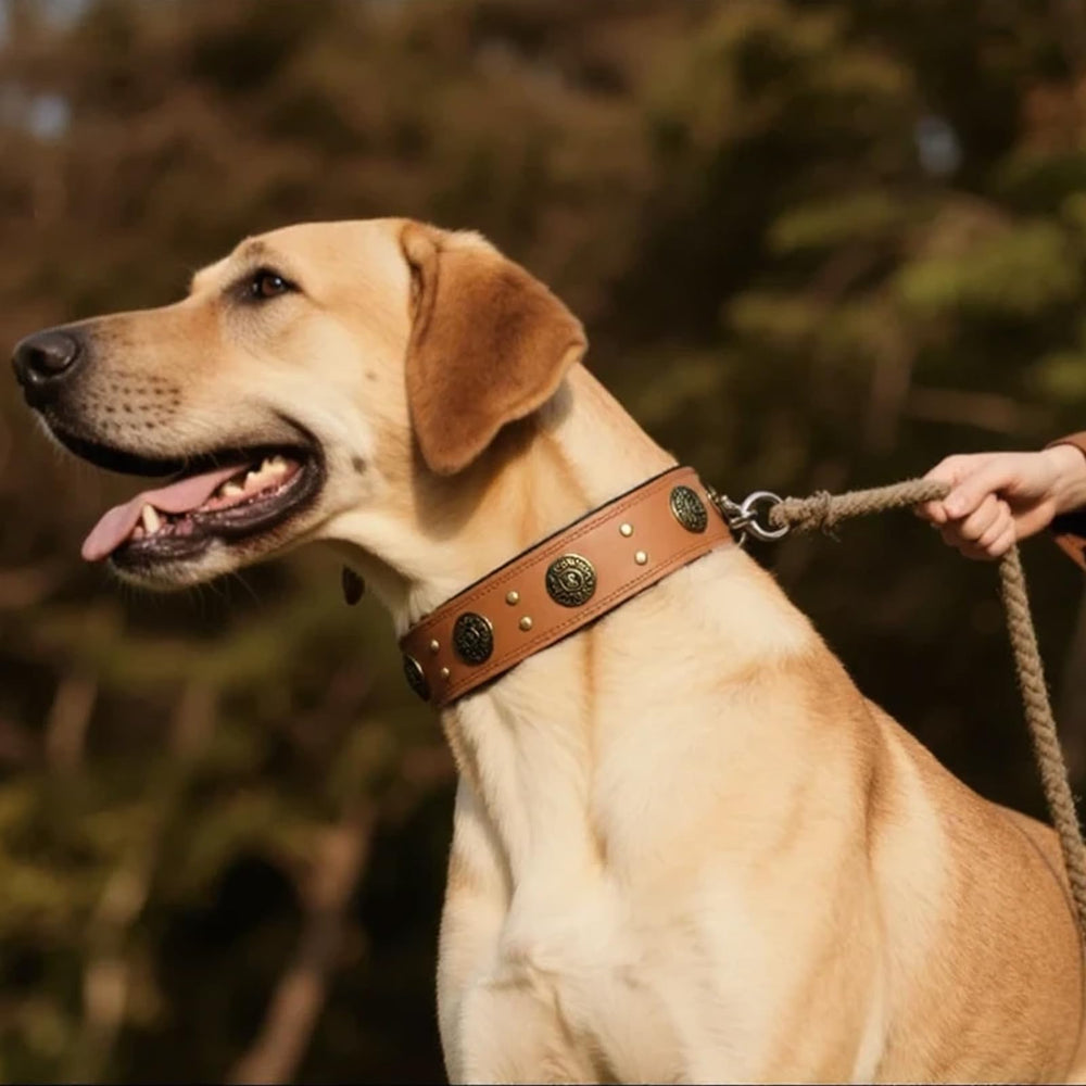 Comfluxe genuine leather collar softens with use for everyday comfort