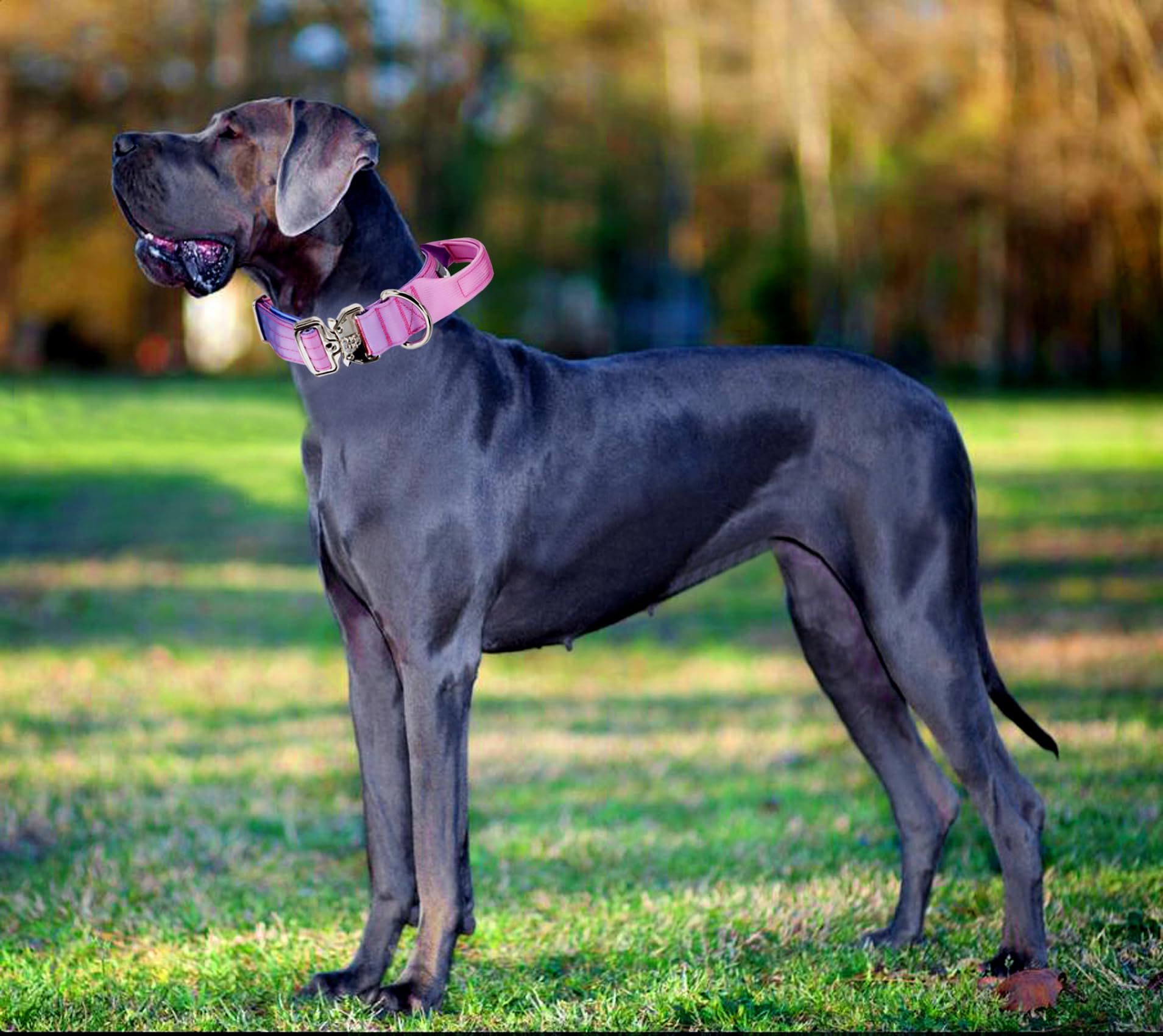 Comfluxe outdoor activity use with dog wearing collar