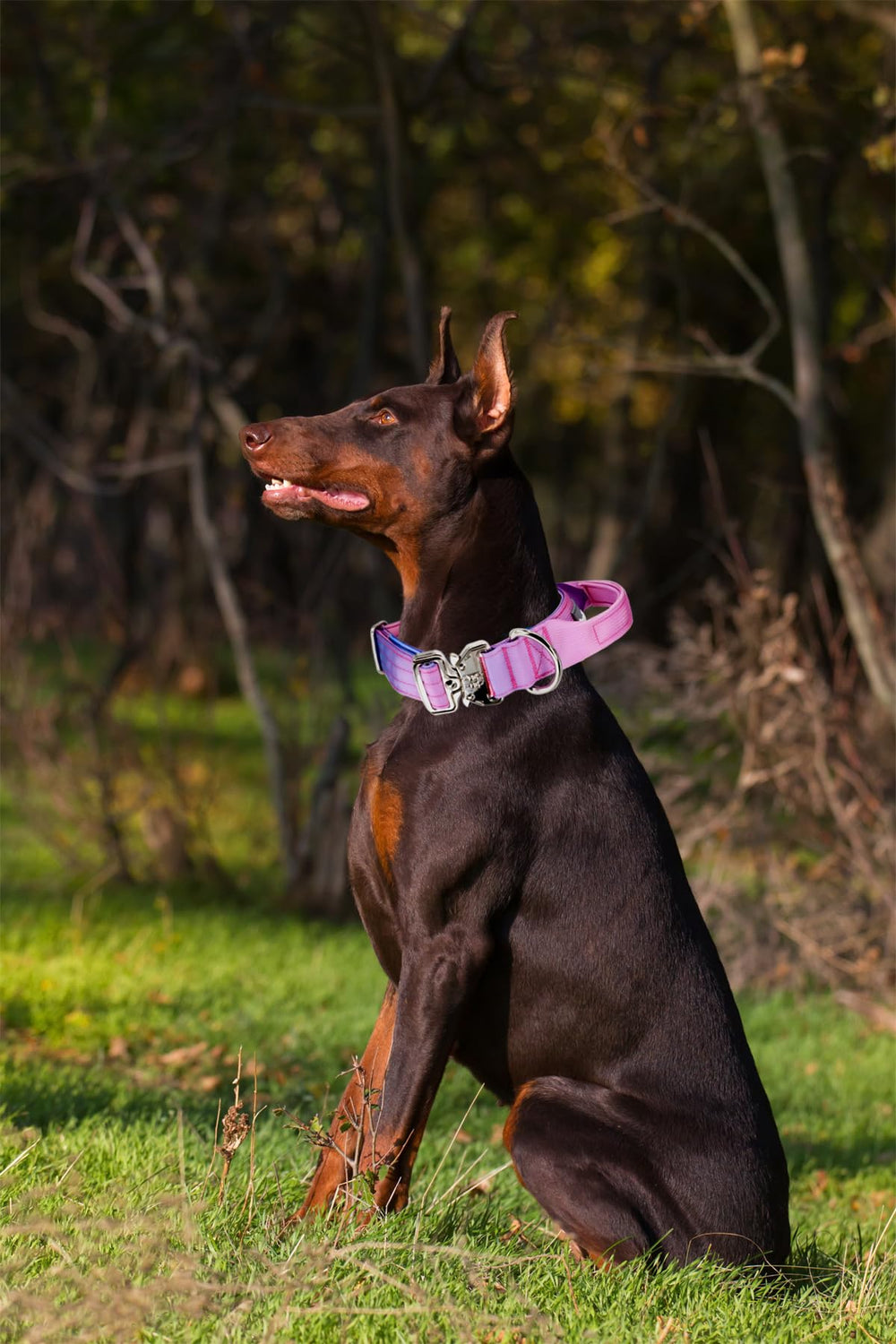 Comfluxe black collar with reinforced buckle supports secure outdoor adventures.