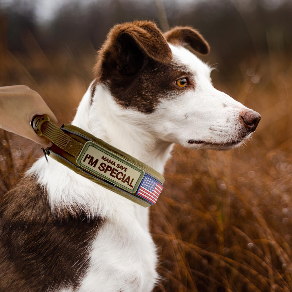 Rigid metal hardware adds reliability for active dogs during training and workouts.
