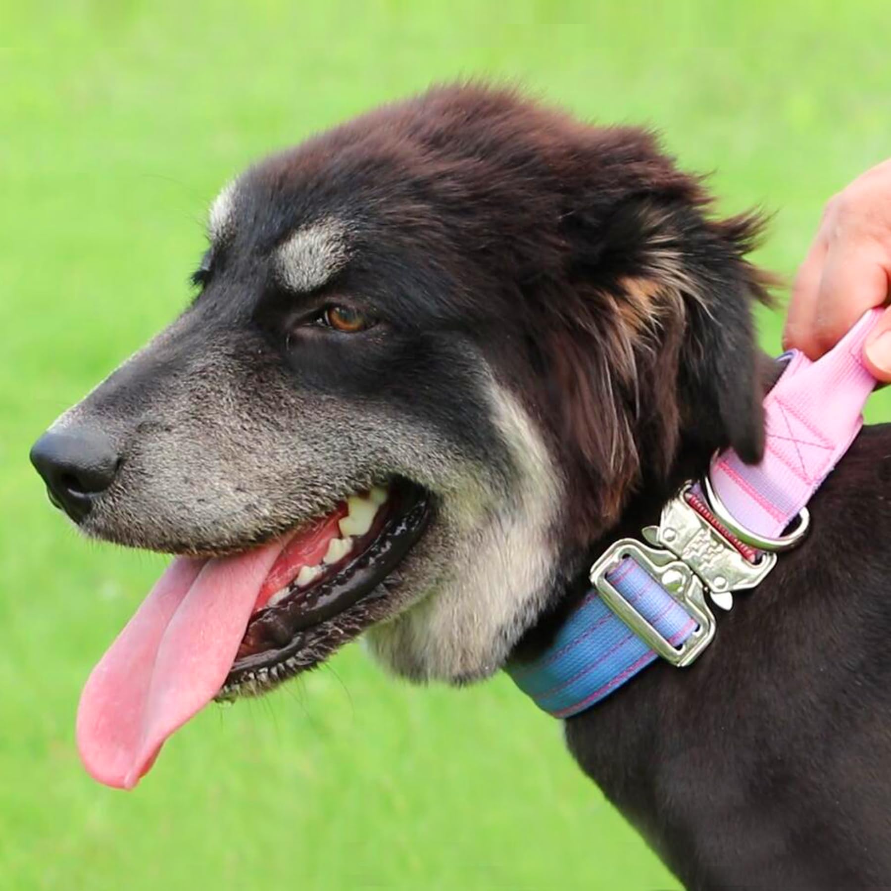 Comfluxe tactical dog collar neoprene padding close-up showing comfort